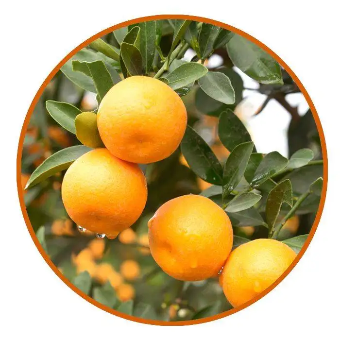 Mystic Orange Rosemary Face wash 11