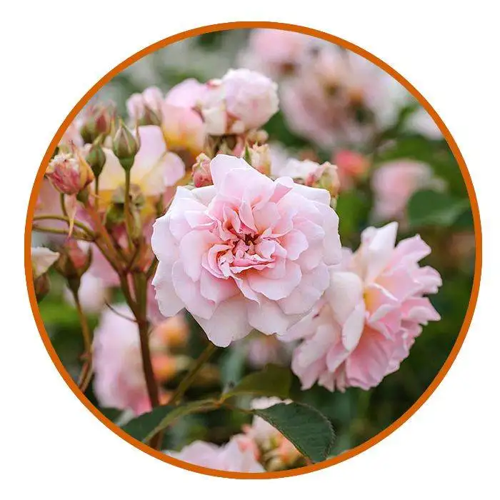 Mystic Orange Rosemary Face wash 12