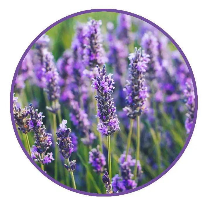 LAVENDER BW 05