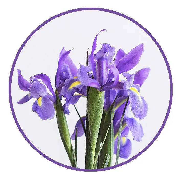 LAVENDER BW 06