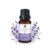 Lavender Essential Oil