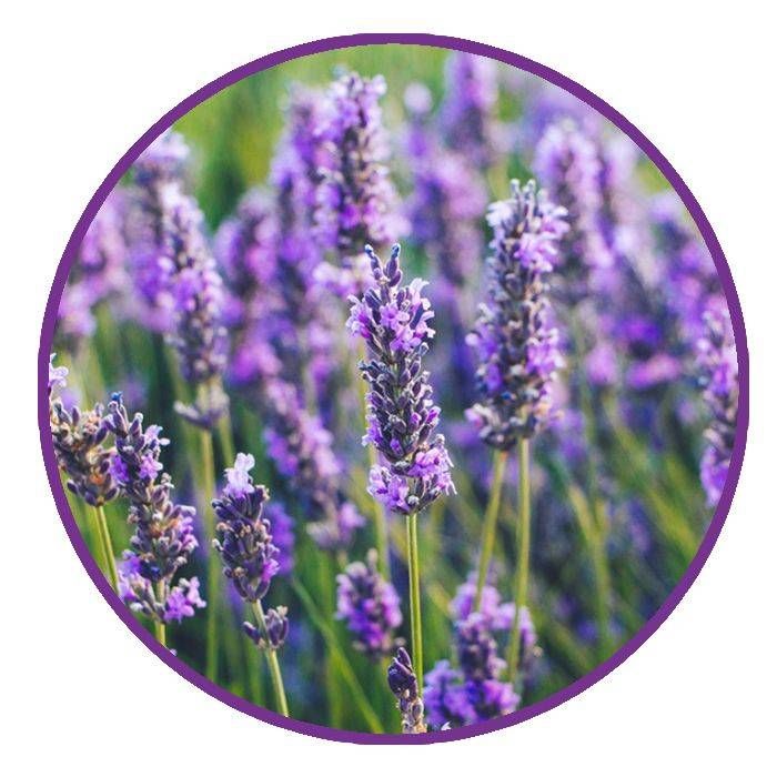 Lavender serum 11