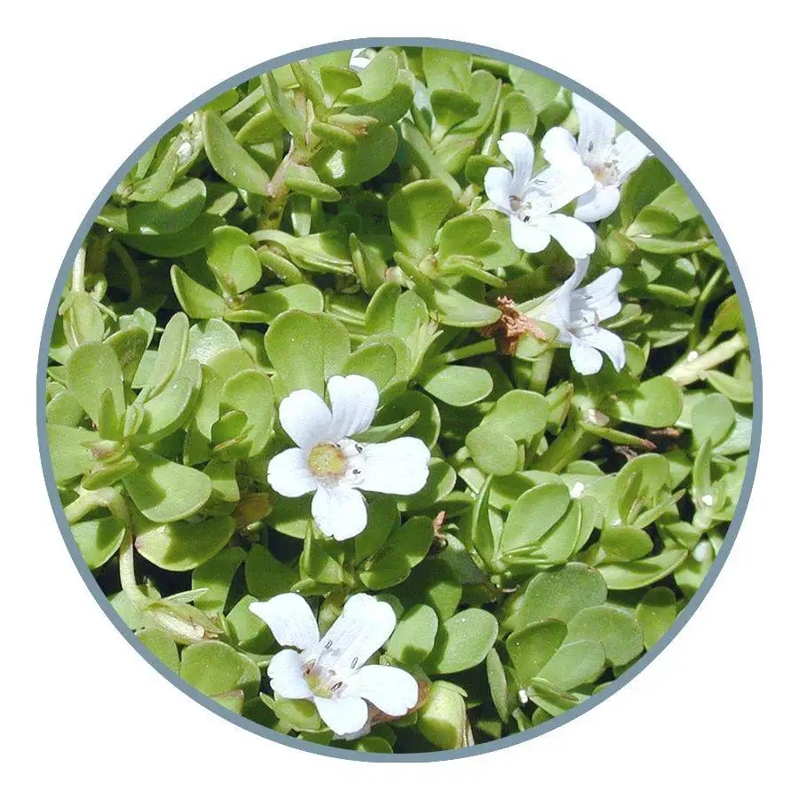 HAIR REGROWTH 17 brahmi