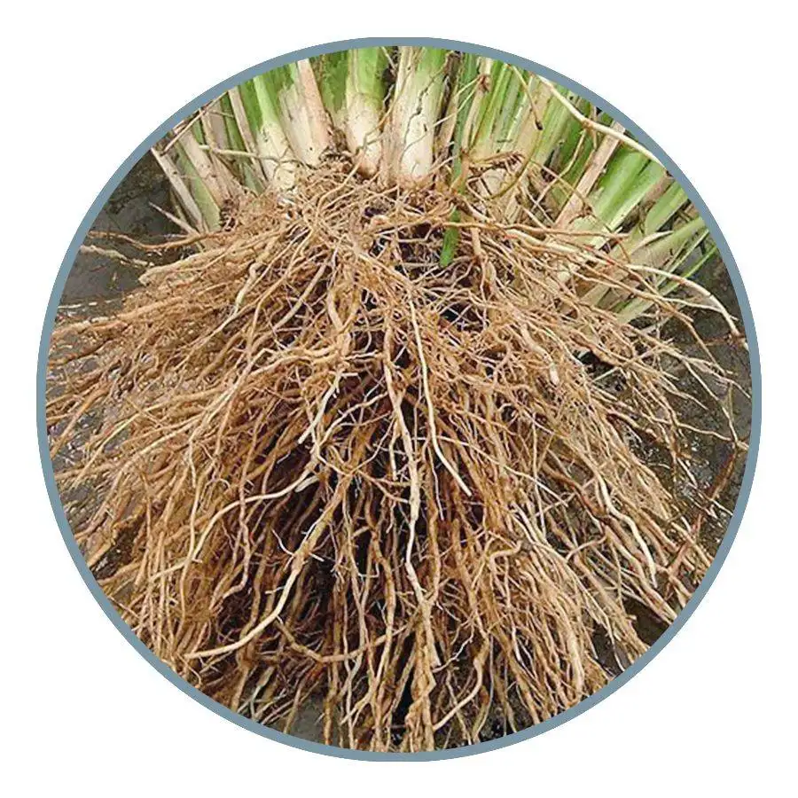 HAIR REGROWTH 19 ushira